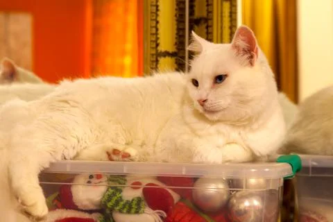 White cat over a plastic box with a lot of christmas ornament inside Stock Photos