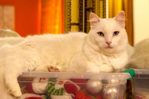 White cat over a plastic box with a lot of christmas ornament inside Stock Photos
