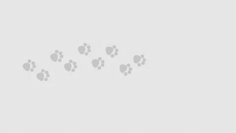 White Cat Paw Prints Appearing Along a Curved Path Stock Footage 346710741