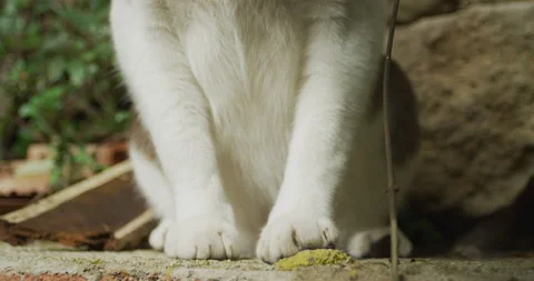 White cat paws Stock Footage 143096582