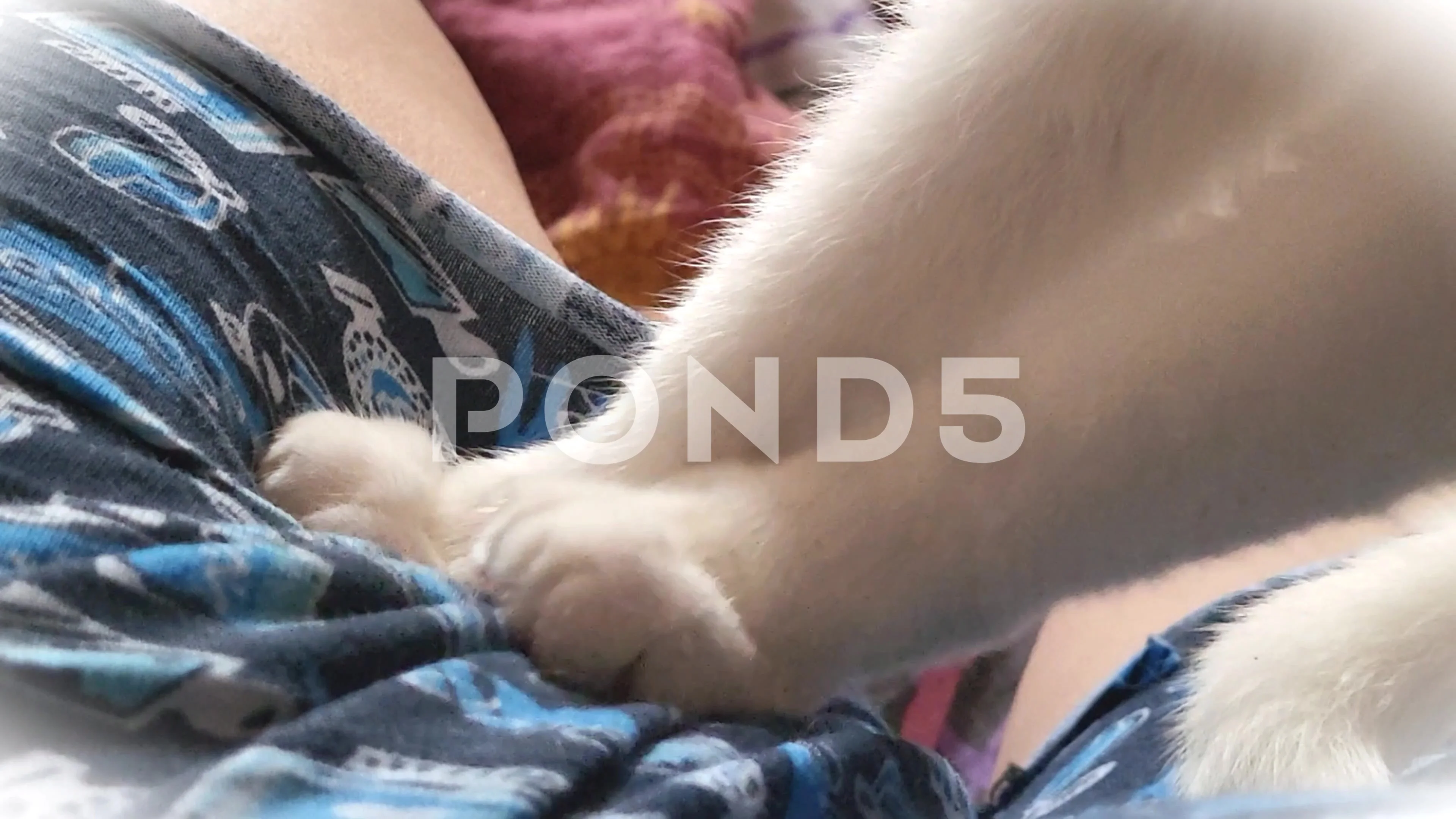 https://images.pond5.com/white-cat-paws-trample-stomach-footage-226747306_prevstill.jpeg