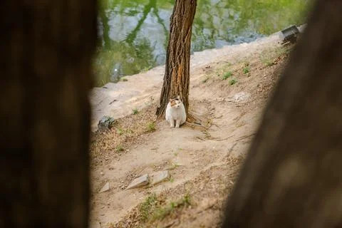 White cat peeking from behind tree on dirt path Stock Photos