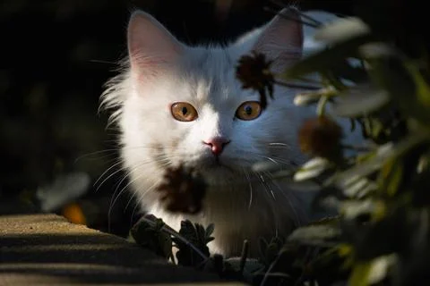White cat peeking through a garden plants Foto stock