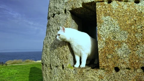 White Cat Peering from a Stone Structure by the Sea Stock Footage 274435481