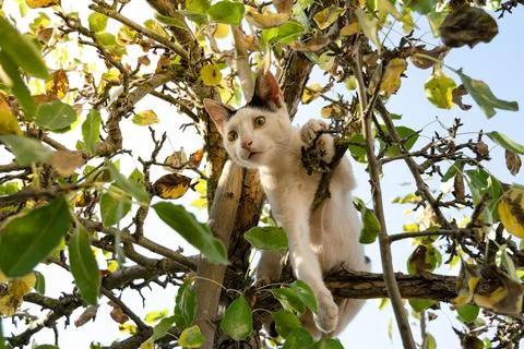 White cat perched on a pear tree looks scared Foto stock