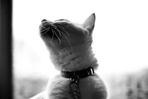 White Cat Stock Photos