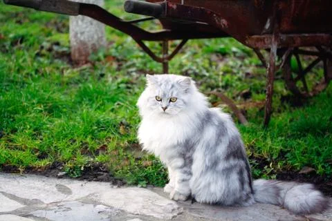 White cat Stock Photos