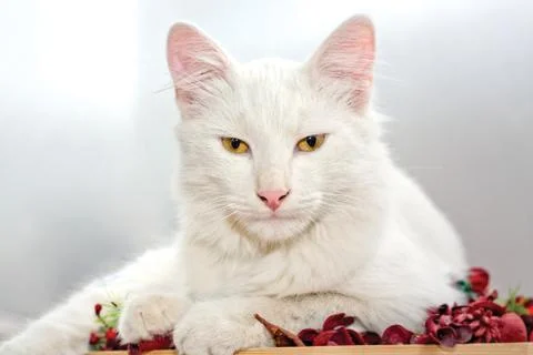 White Cat Stock Photos