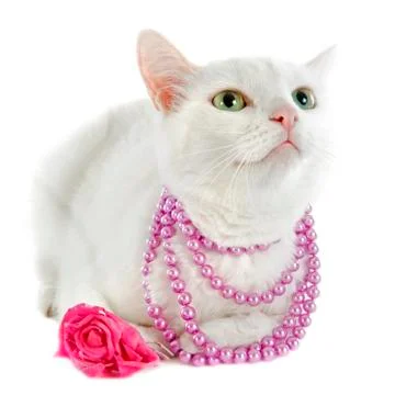 White cat Stock-Fotos