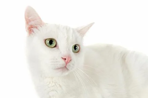 White cat Stock Photos