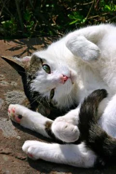 White cat Stock Photos