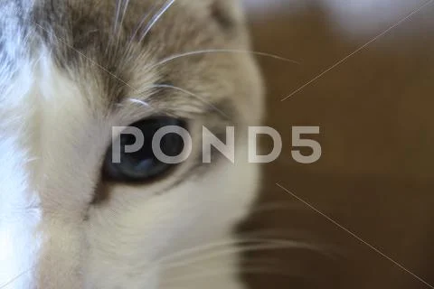 White Cat Stock Photos