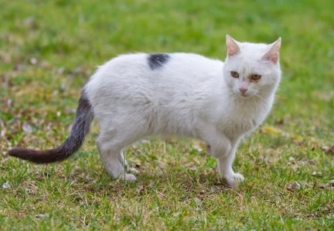 White Cat Photos