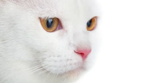 White cat Stock Photos