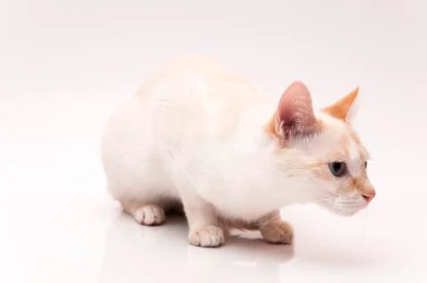 White cat Stock Photos