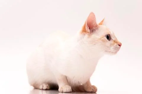 White cat 스톡 사진