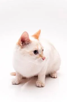White cat Stock Photos