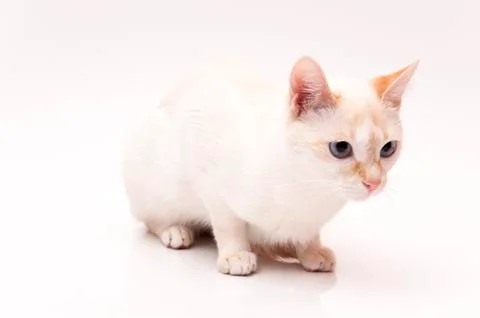 White cat 스톡 사진