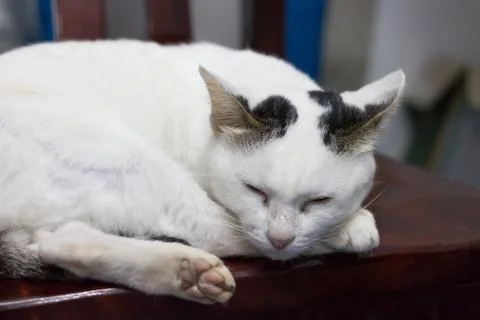 White cat Stock Photos