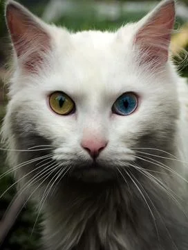 White cat Foto stock