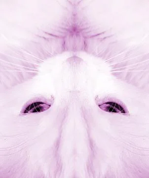 White cat Stock Photos