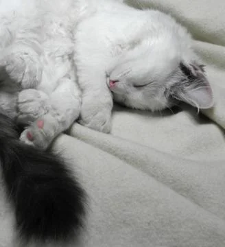 White cat 스톡 사진