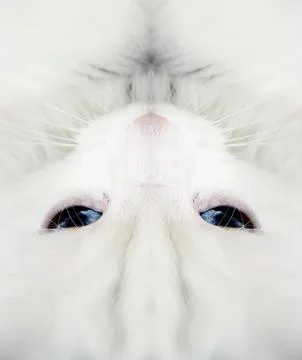 White cat Stock Photos