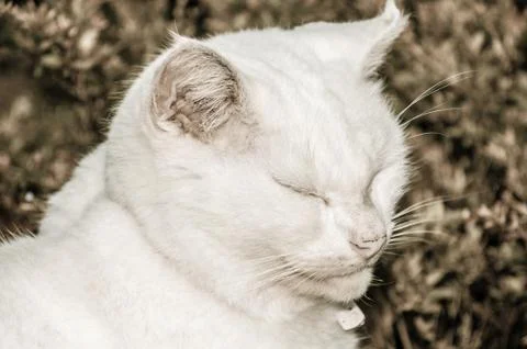 White cat Stock Photos