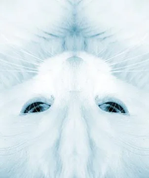 White cat Stock Photos