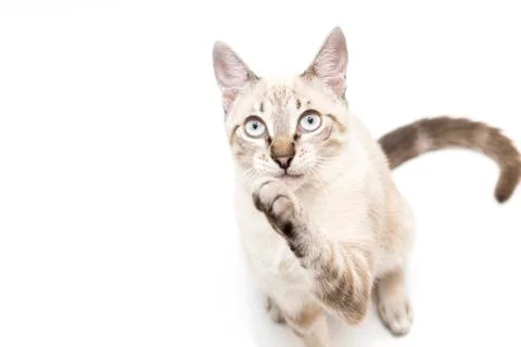 White cat Stock Photos