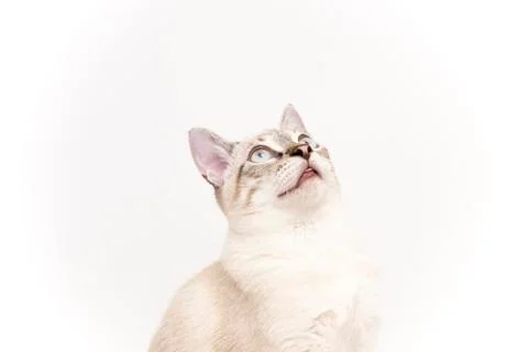 White cat Stock Photos