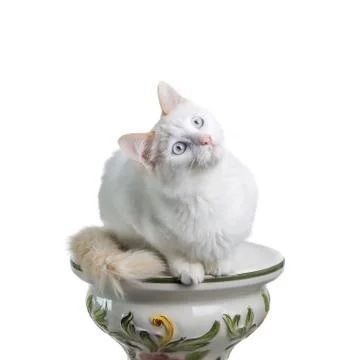 White cat Stock Photos
