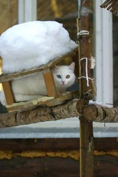 White cat Stock Photos