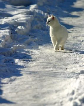 White cat Stock Photos