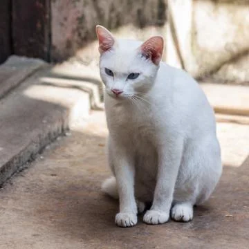 White cat Foto stock