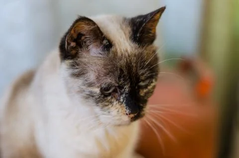 White cat Stock Photos