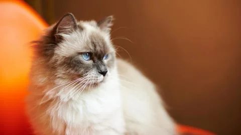 White cat Stock Photos
