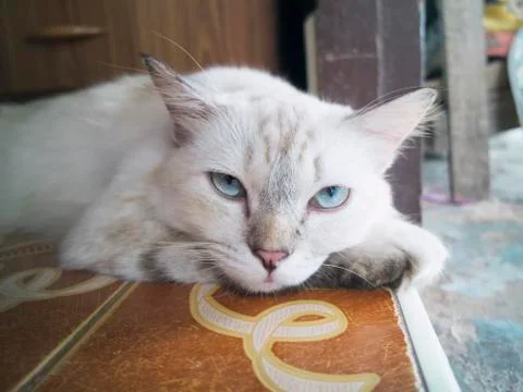 White cat Stock Photos