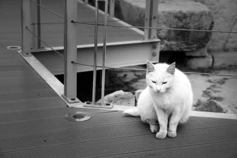 A white cat Stock Photos
