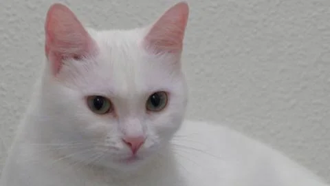 White cat Stock Photos