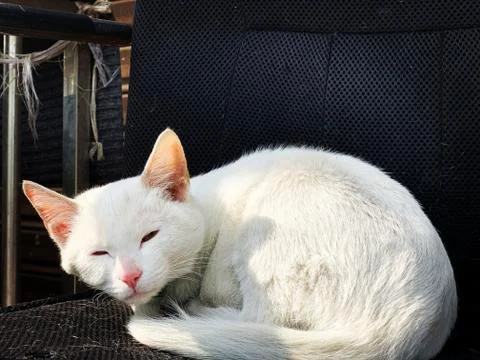 White cat Stock-Fotos