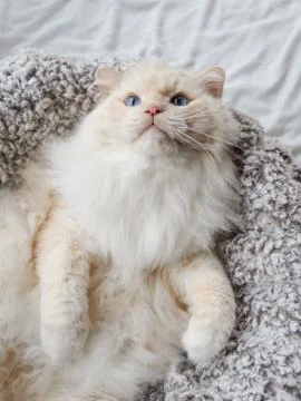 White Cat Stock Photos
