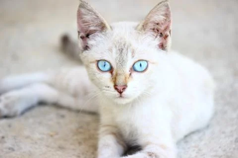 White Cat Stock Photos