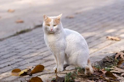 The white cat Stock Photos