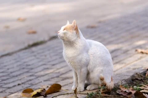 The white cat Stock Photos