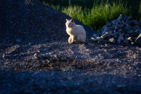 White cat Photos