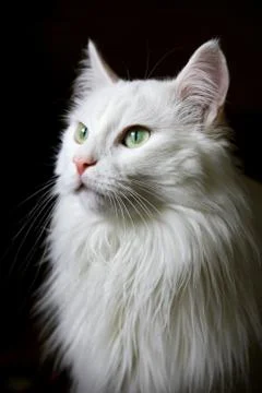 White cat Stock Photos