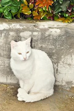 White cat Stock Photos