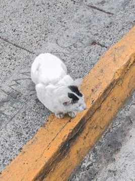 The White Cat Stock Photos