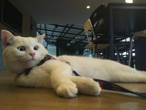 A white cat Stock Photos